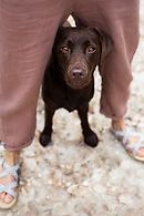 Hundeshooting Portrait
