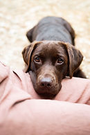Hundefotografie Portrait