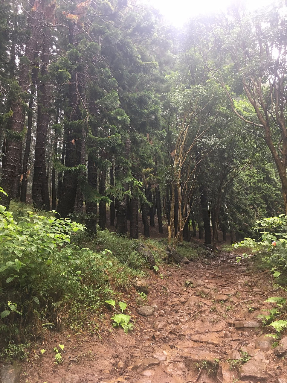 waihee ridge trail