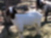 Image (21).jpeg