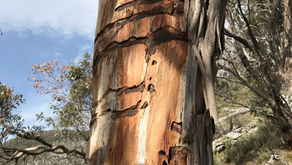 Signs of dieback