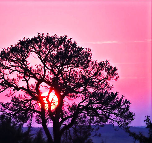 Sunrise with purple, coral and dark pink with tree and plants.jpg