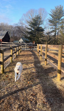 Fenrir on the Farm