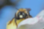 Xylocopa