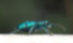 Cicindela sexguttata