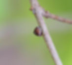 Coccoidea