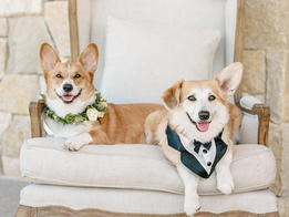 Dog Friendly Wedding Venues