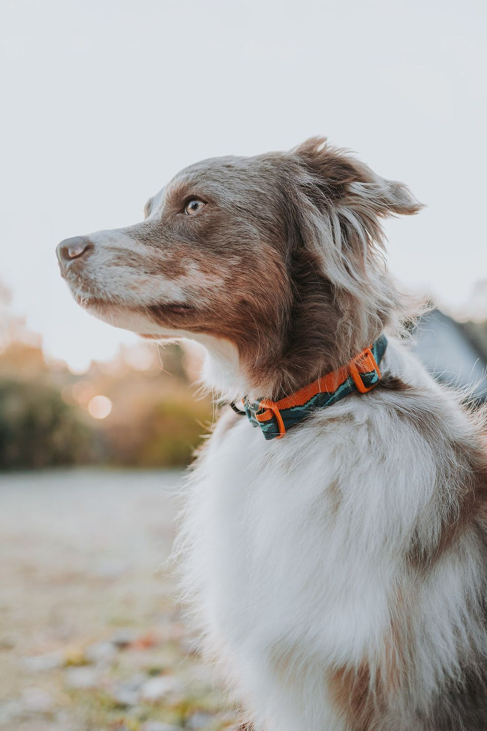 Miniature : Trail Quest Collar Rachel Pohl Edition