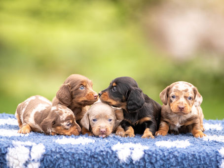 Chiots teckels de différentes couleurs