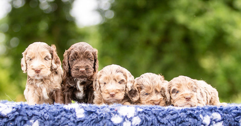 Chiot Cockapoo chocolat disponible en Bretagne