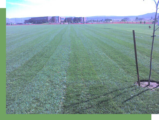 Drought Tolerant Sod In Santaquin