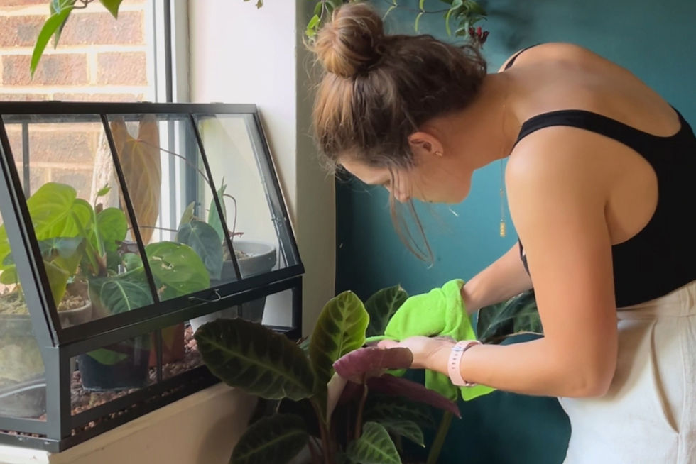 Woman in black tank top wipes away pests on plant leaves with green microfibre cloth next to window.