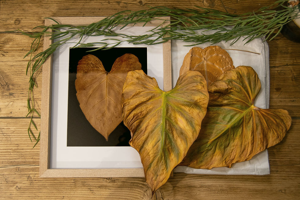 Dried leaves on wood, one framed on black, others placed on tissue. Dried foliage on wooden table creates an earthy, rustic feel.
