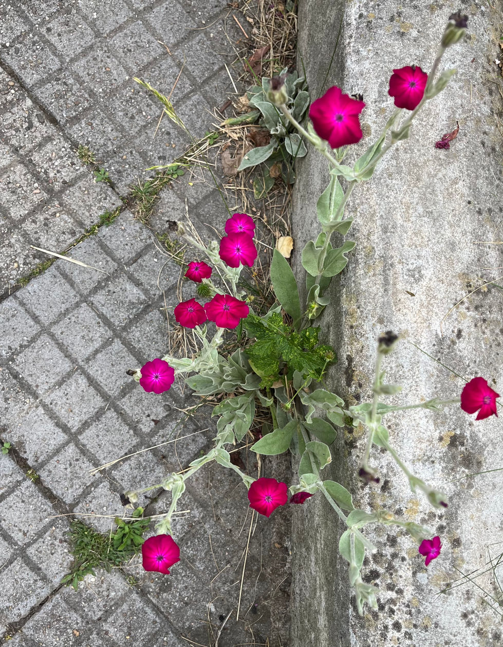 Coquelourde des jardins