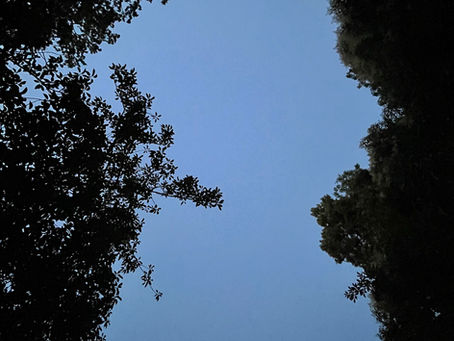 Canicule
