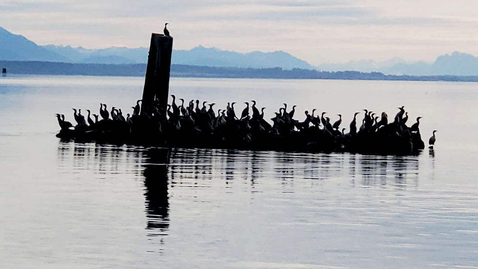 Changing Plans & the Cap Sante Boat Parade!