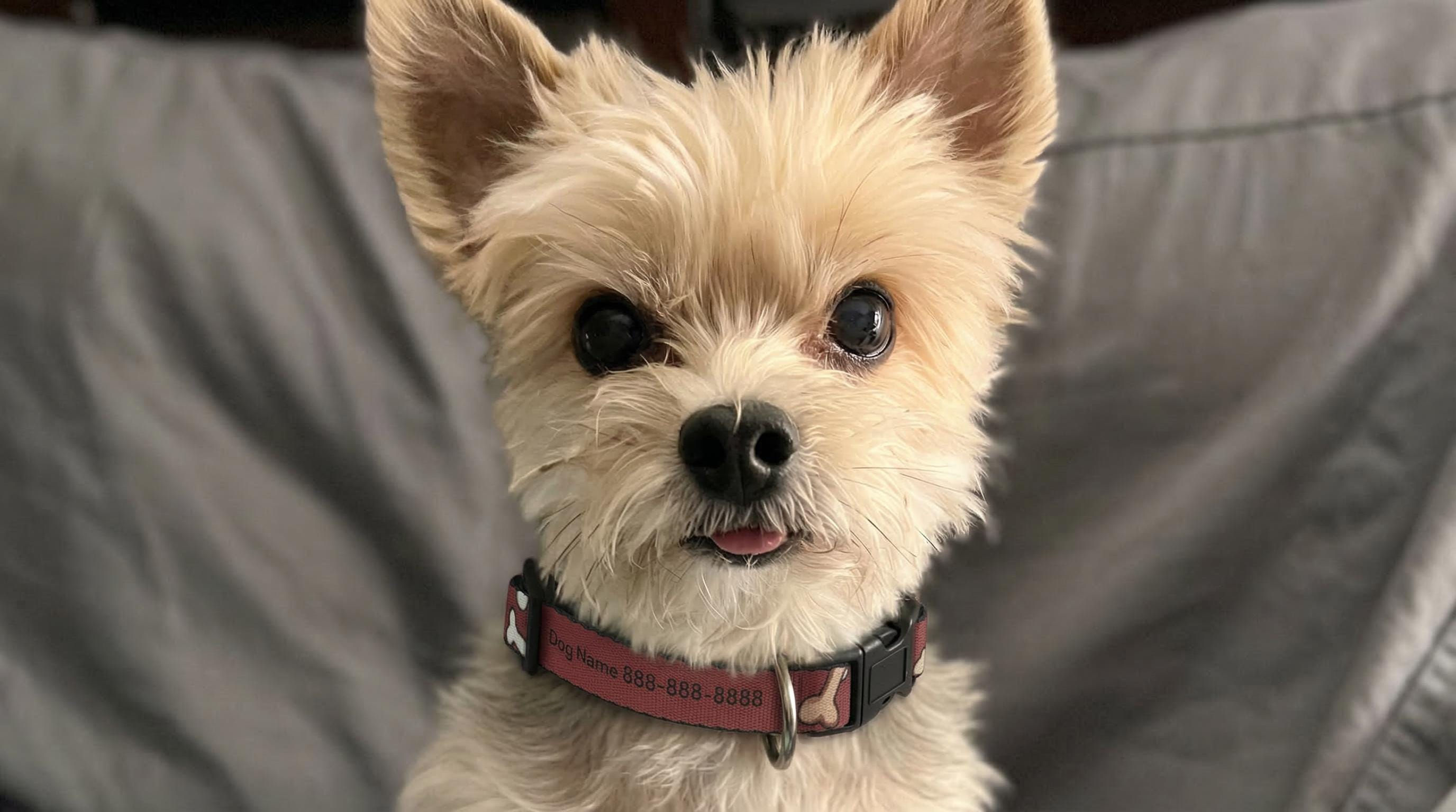 Personalized Burgundy Collar Clip-on Pet Collar