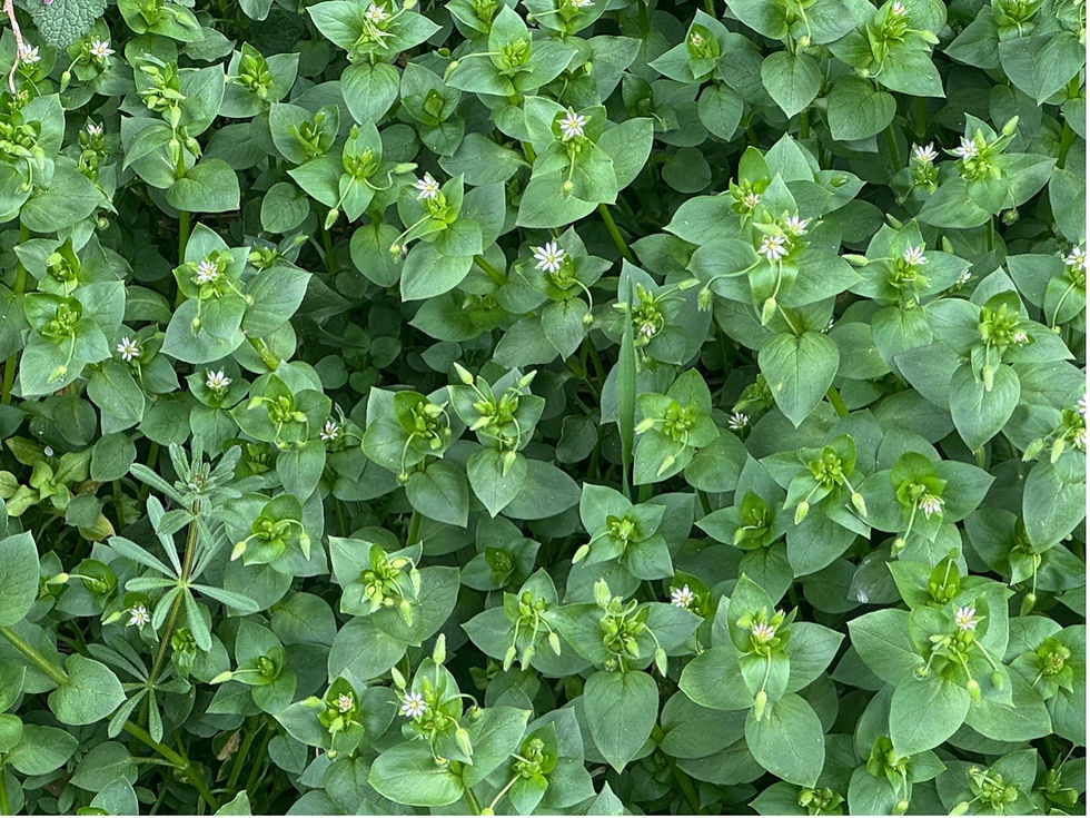 Photo: Dr. Mirjana Živanov