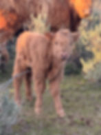 Thumbnail: Piper Lane Emmylou + Calf