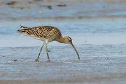 Celebrating World Wetlands Day 2025