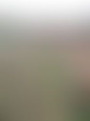 'Tis the Season to Plant Trees!