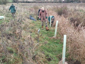 'Tis the Season to Plant Trees!