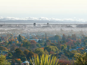 Incentives Could Help Protect Urban Trees