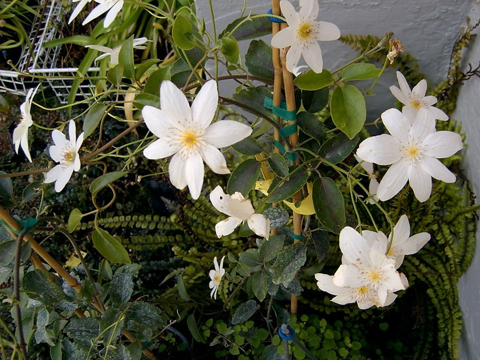Clematis paniculata, puawanang