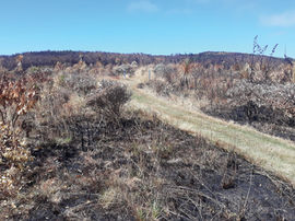 Burnt landscape