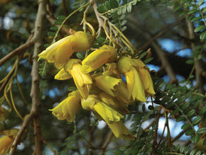 Native Planting and Biodiversity Trends in New Zealand Gardens
