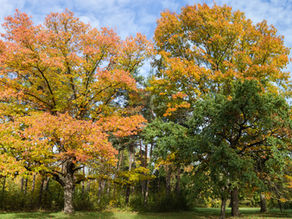 Carbon in the garden: Trees that work harder