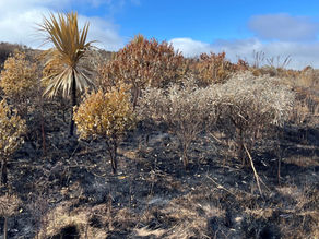 Fire damage on Port Hills