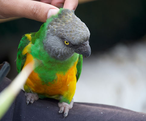 syd getting scratches.jpg