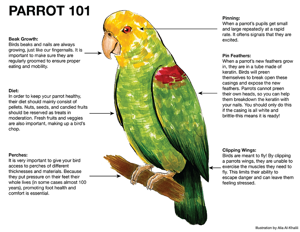 Parrot 101 with Mya.png