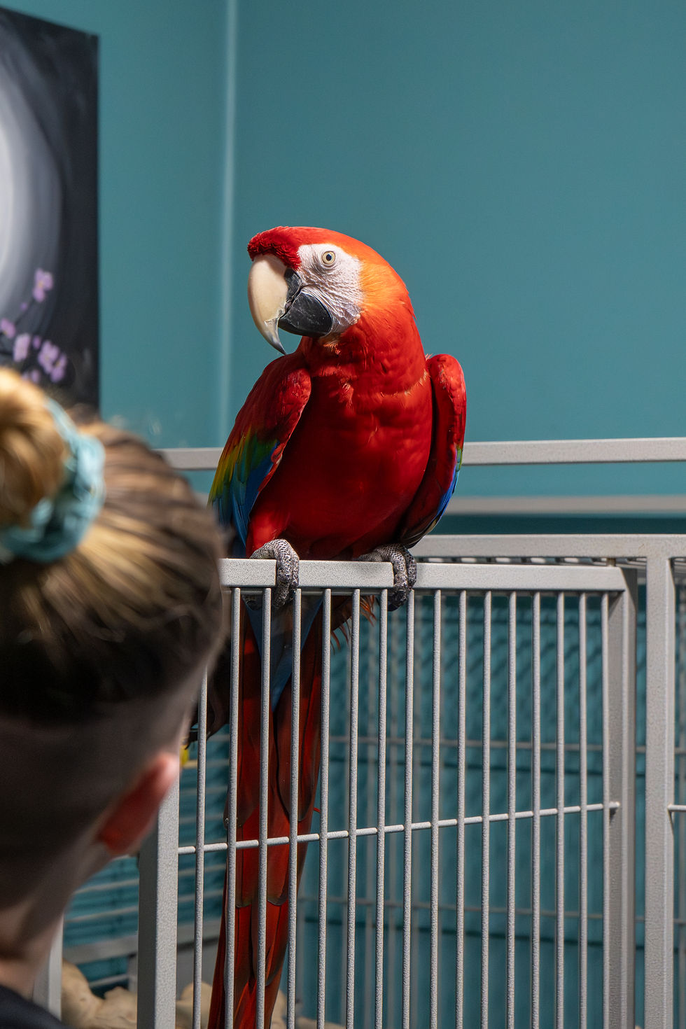 Thumbnail: Extra Large Bird Enthusiast - $200