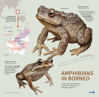 Borneo frogs and toads infographic