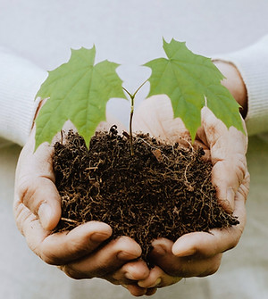 a person holding a plant in their hands_edited.jpg