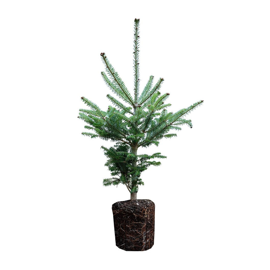 Balsam Fir (Balled)