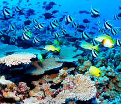 Snorkelling, Jungel Beach