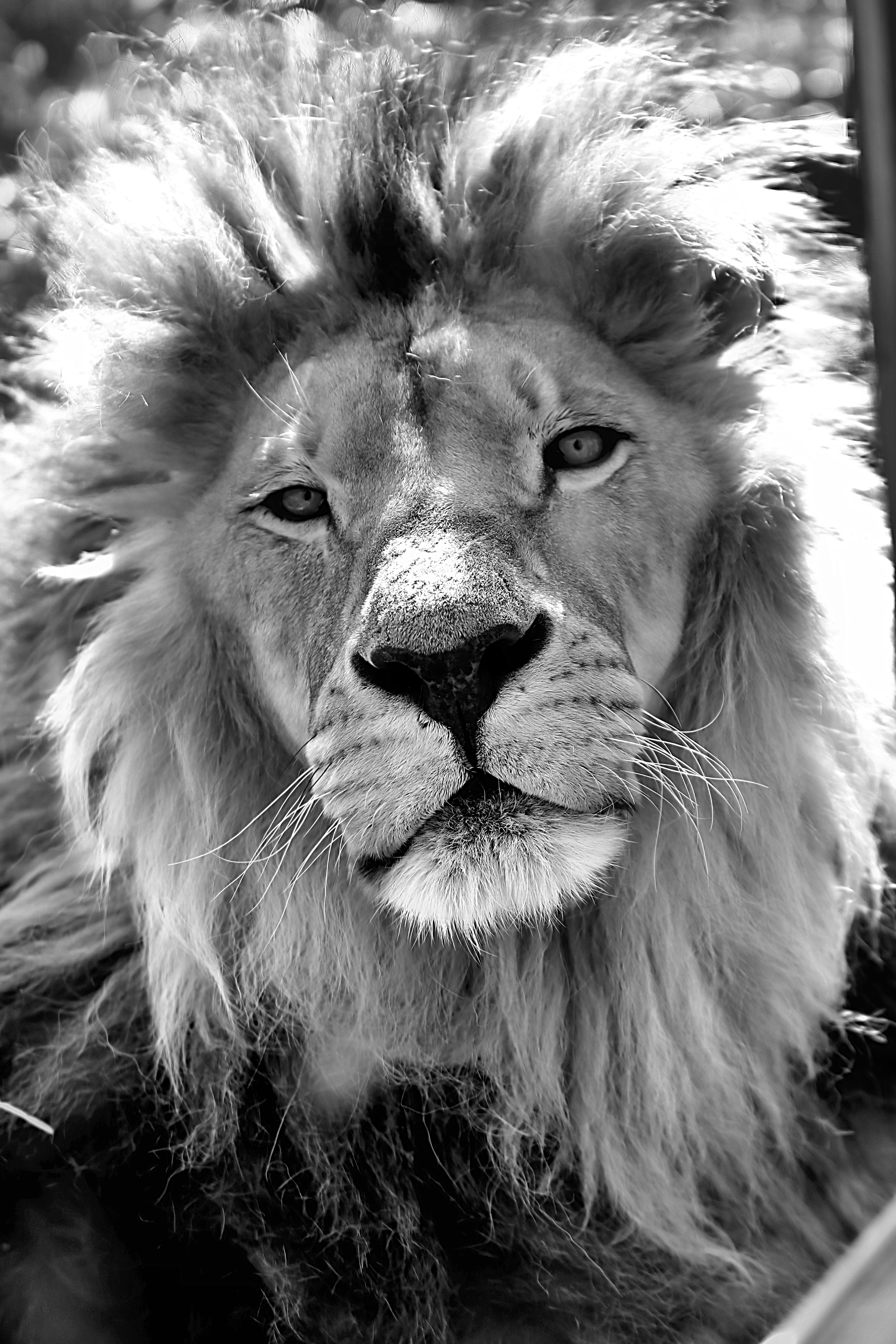 ANIMAUX