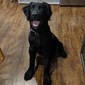 A large young dog sitting on a wooden floor.