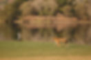 wild-royal-bengal-tiger-nature-habitat-ranthambhore-national-park.jpg