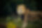 download (10).jpeg