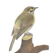 Yellow Faced Honey Eater.jpg