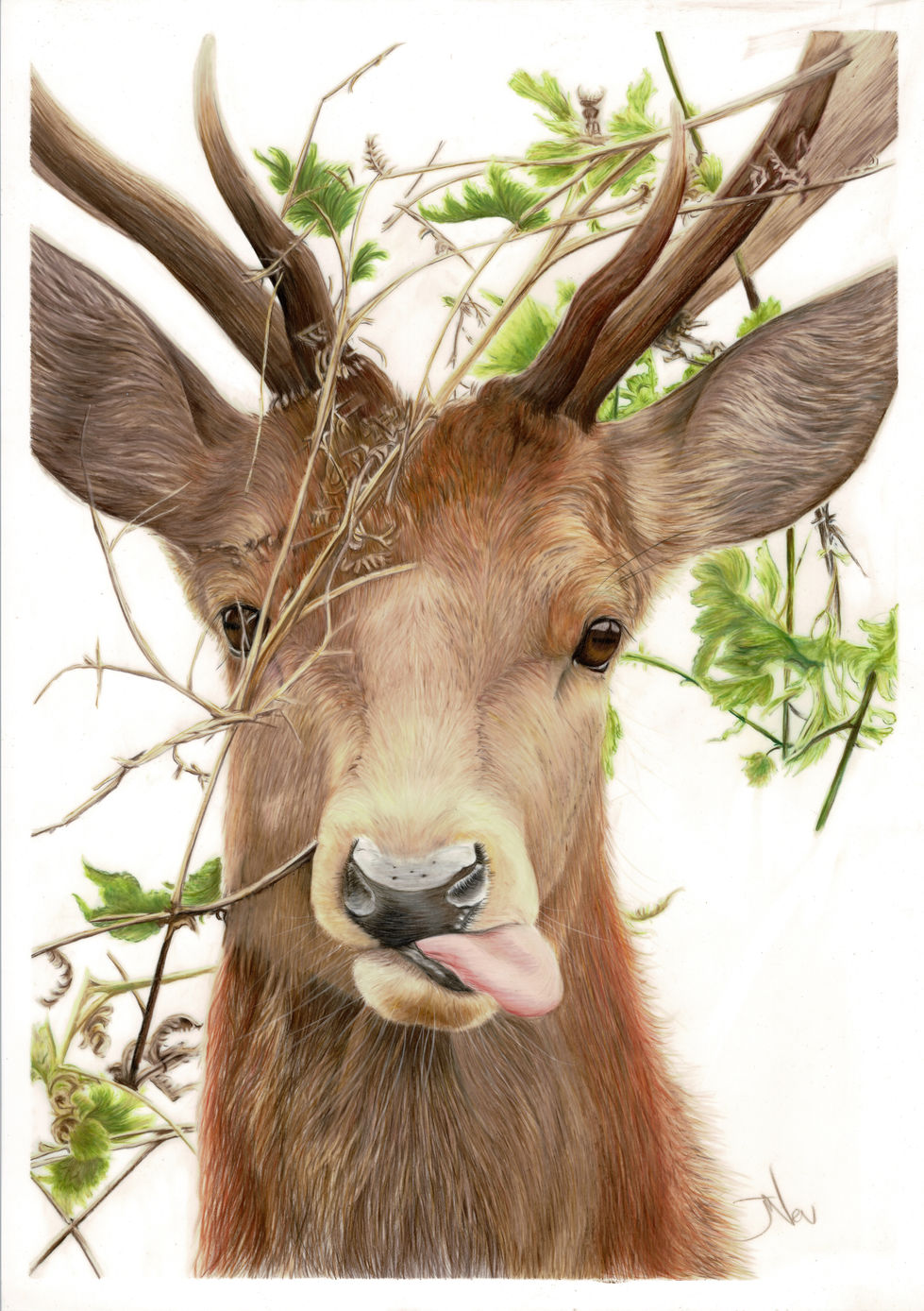 Jowellyn Neville Stag