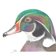 American Wood Duck.jpg
