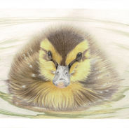 Duckling_000045.jpg