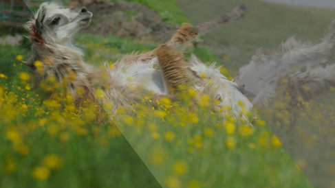 Color Grading Project 1/2020