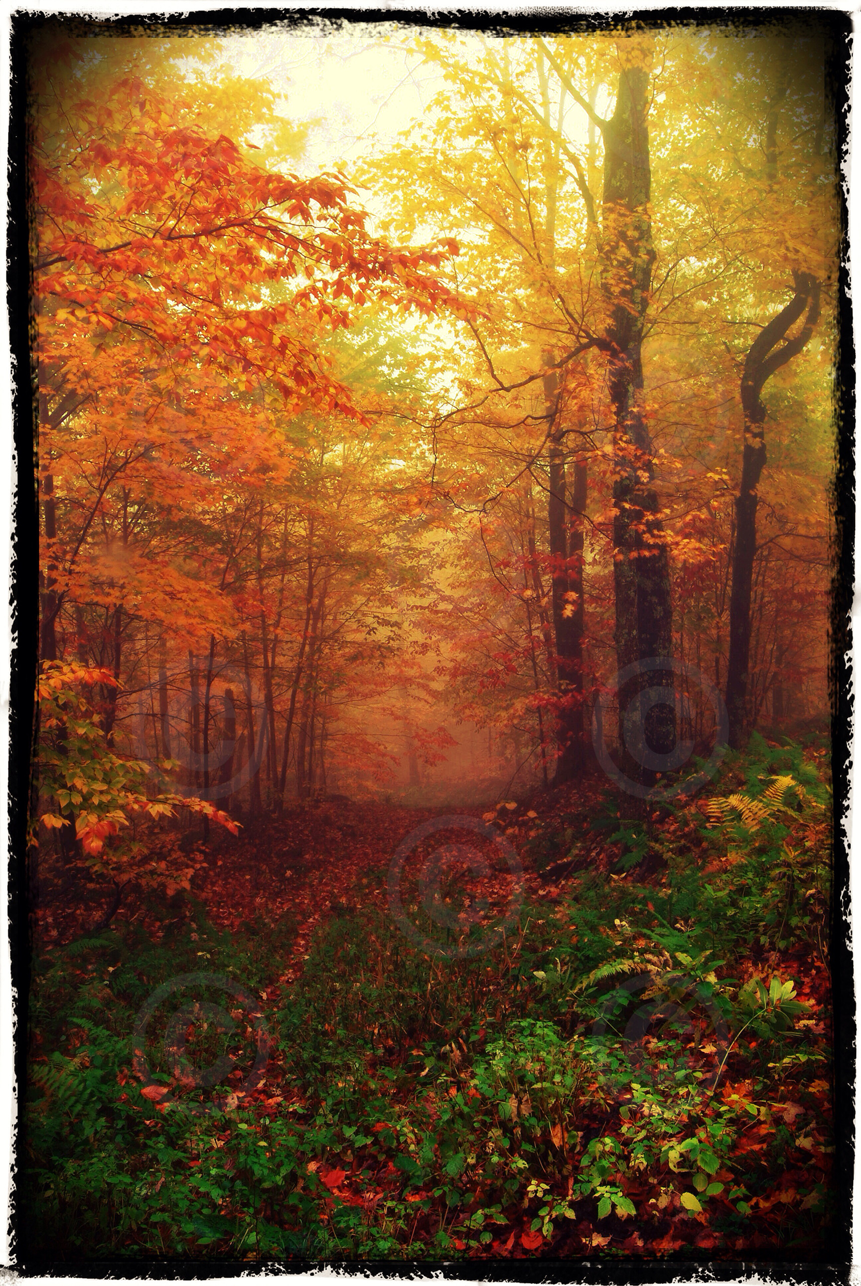 Magical Trail