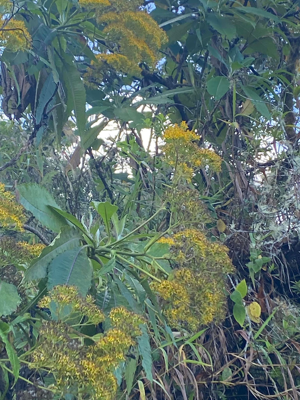 Miniatura: Miel pura de abeja multifloral. Presentación  1 kg y 300g  